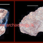 Homopithecus-sinhaleyus-Homo-sinhaleyus-Pleistocene-Prehistory-Sri-Lanka-Rathnapura-P.E.P.Deraniyagala-Chandima-Bandara-Ambanwala-Archaeology.lk-2